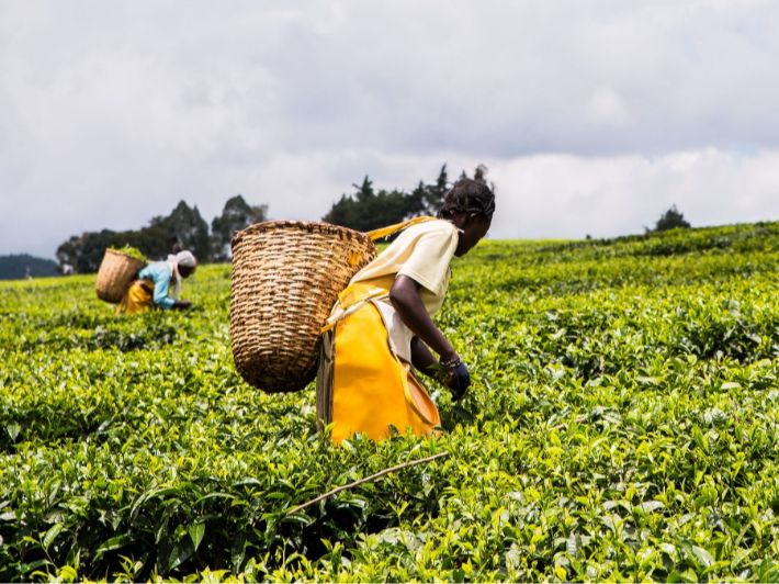 شذرات|قصة نجاح الزراعة في دولة كينيا